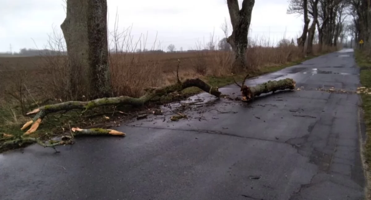 "Stwarzały zagrożenie" - strażacy usuwali nadłamane konary drzew