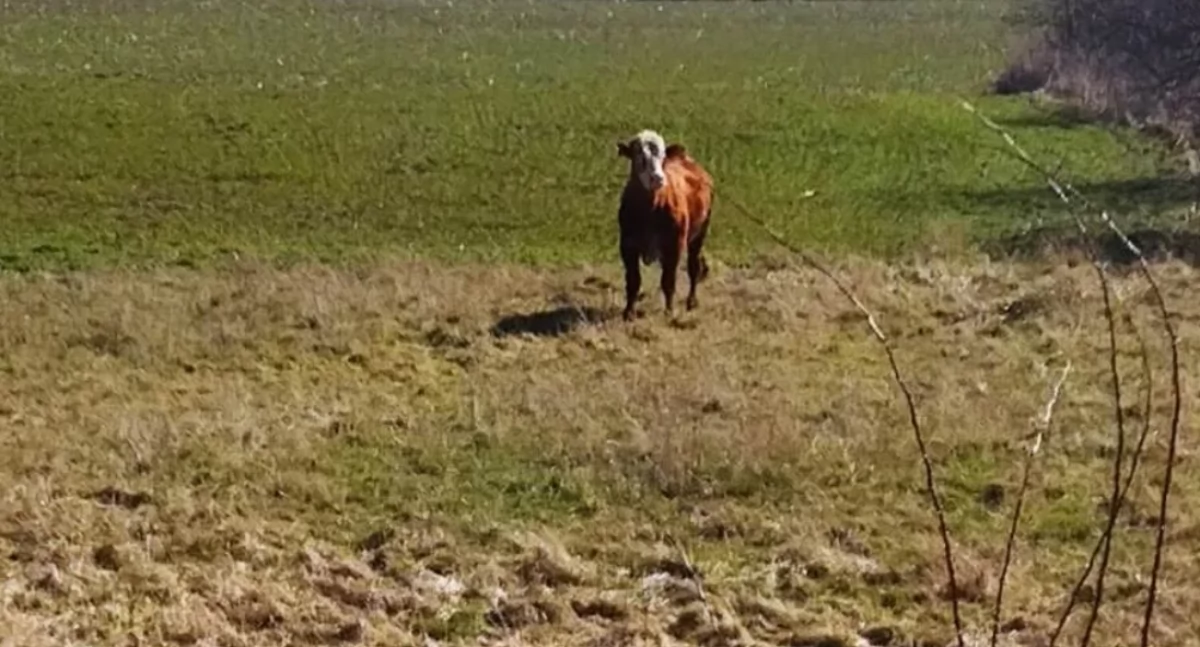 Byk uciekł z zagrody! Interweniowali strażacy i weterynarz