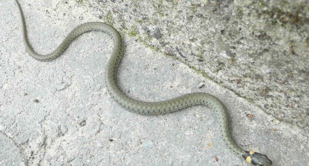 Wąż na posesji w Łowiczu. Interweniowali strażacy
