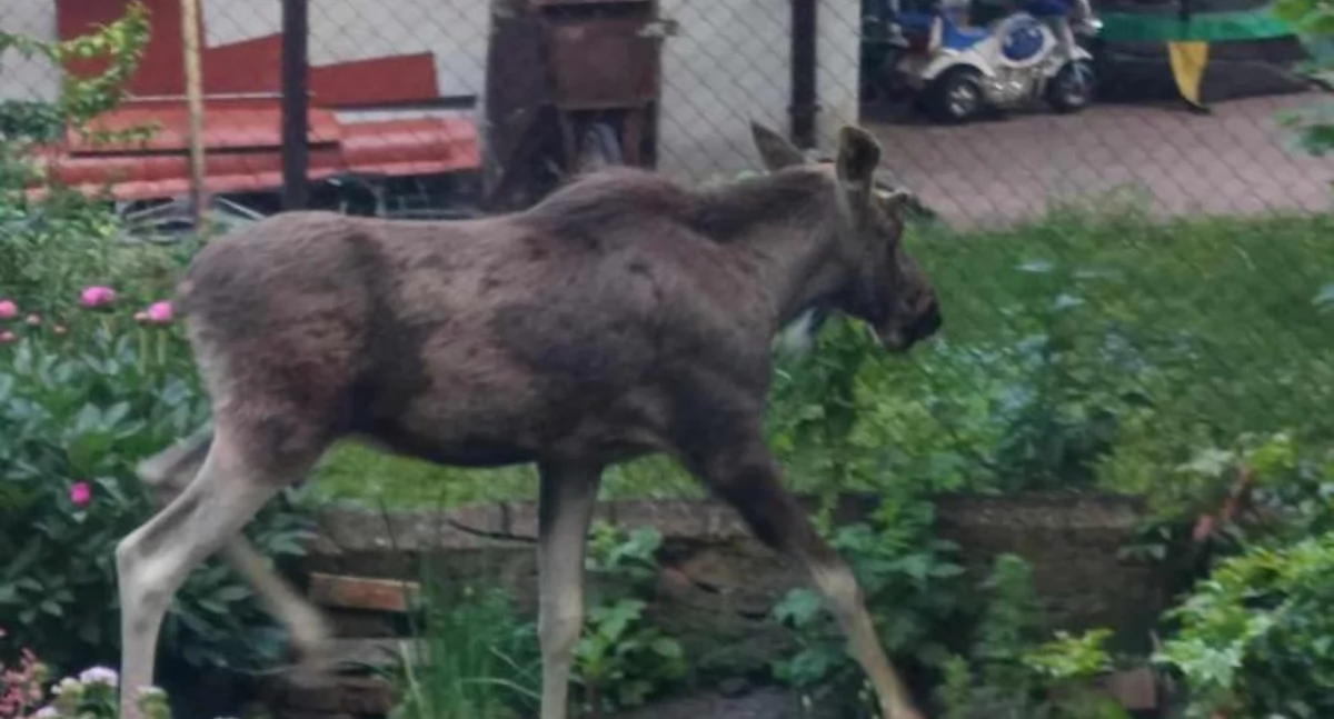 Nietypowy spacerowicz w Łowiczu. Łoś widziany na osiedlu Tkaczew (foto)