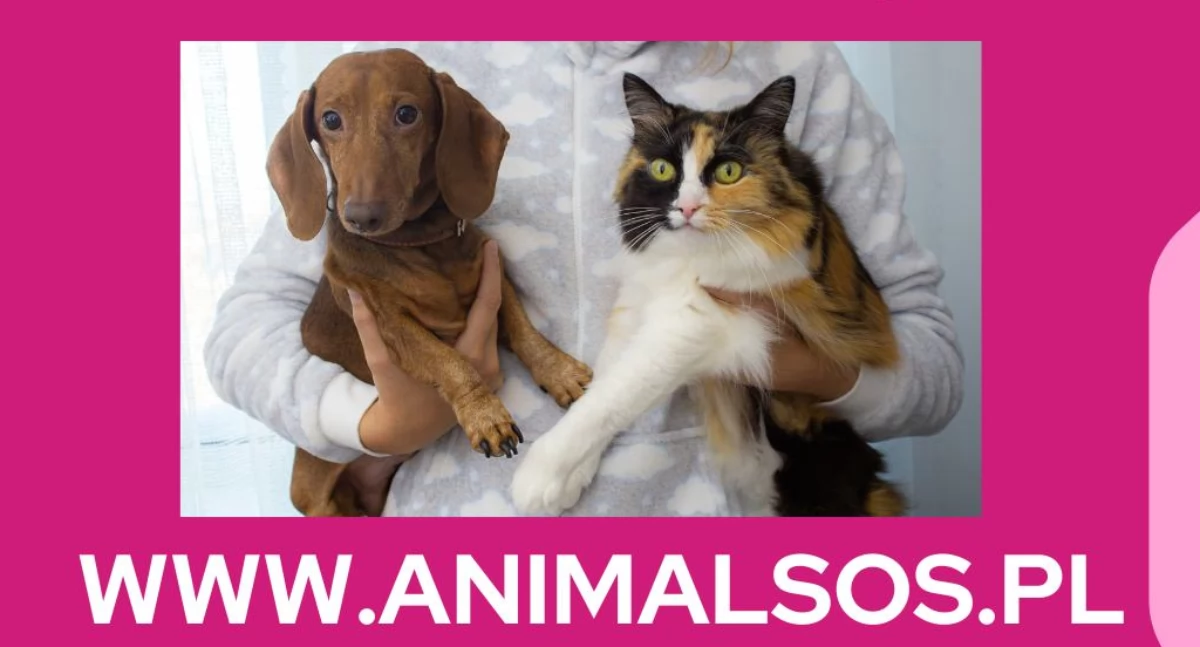 Bezpłatne czipowanie zwierząt już w piątek w Łowiczu