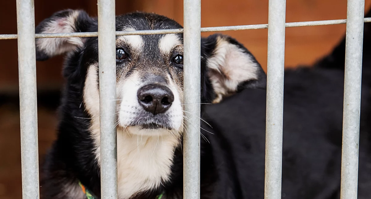 Gminy z powiatu łowickiego z pomocą dla bezdomnych zwierząt!