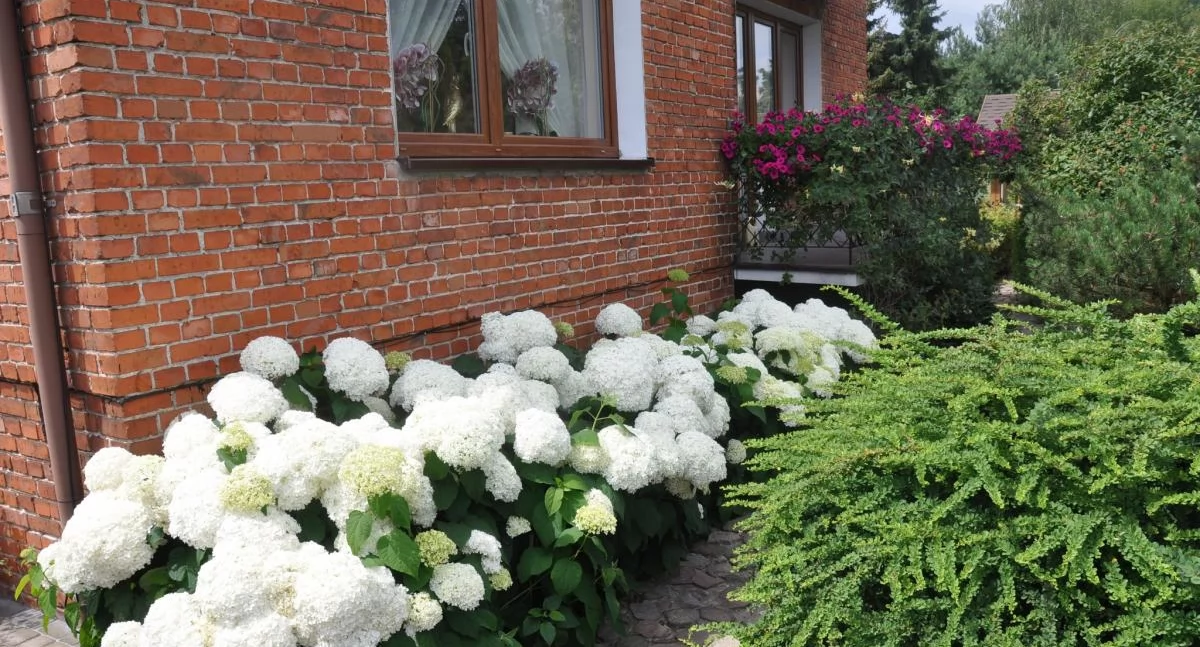 Łowicz. Ruszył konkurs na najpiękniejszy ogród i balkon