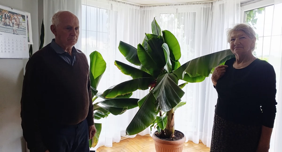 Egzotyka w Bogorii Górnej. Bananowiec zakwitł i owocuje (foto)