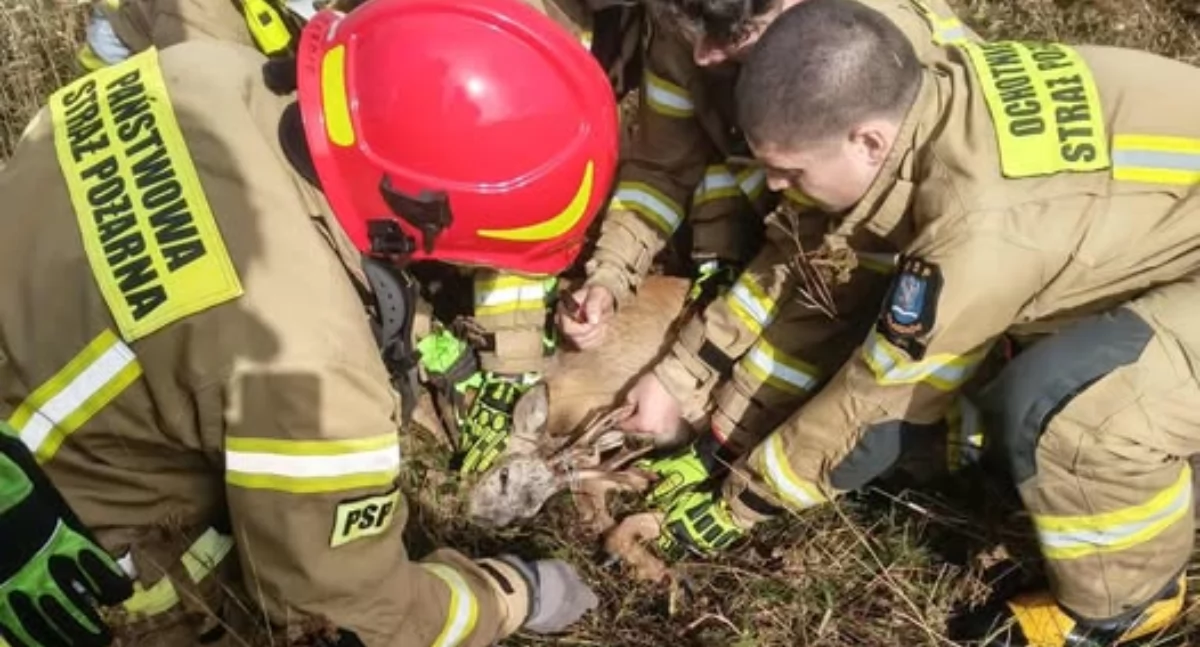 Sarna zaklinowała się w ogrodzeniu. Strażacy ruszyli z pomocą!