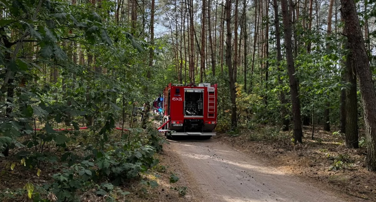 Pożar lasu pod Łowiczem. Strażacy kilkukrotnie wyjeżdżali w to samo miejsce