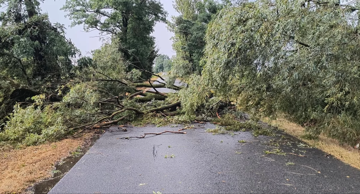 Połamane drzewa, zerwane linie energetyczne! Burza nie oszczędziła powiatu łowickiego