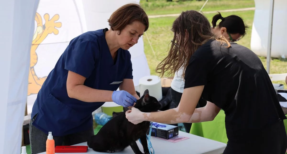 Bezpłatne czipowanie zwierząt w Łowiczu. Zadbaj o bezpieczeństwo pupila