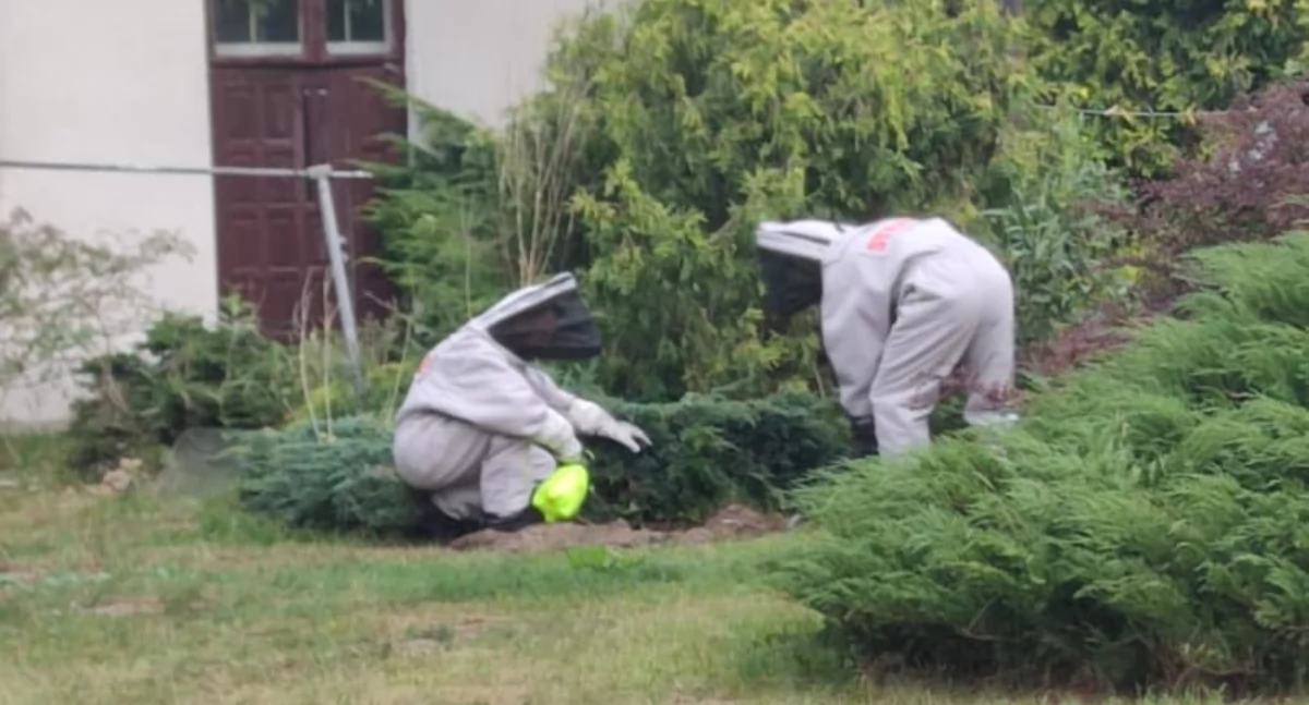 Szerszenie w domu, osy w szkole. Strażacy usuwali gniazda owadów błonkoskrzydłych