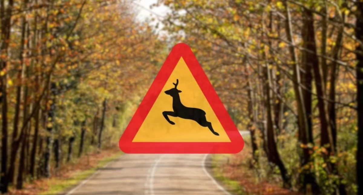 Niebezpieczna sytuacja na DK70. Łoś wtargnął pod samochód