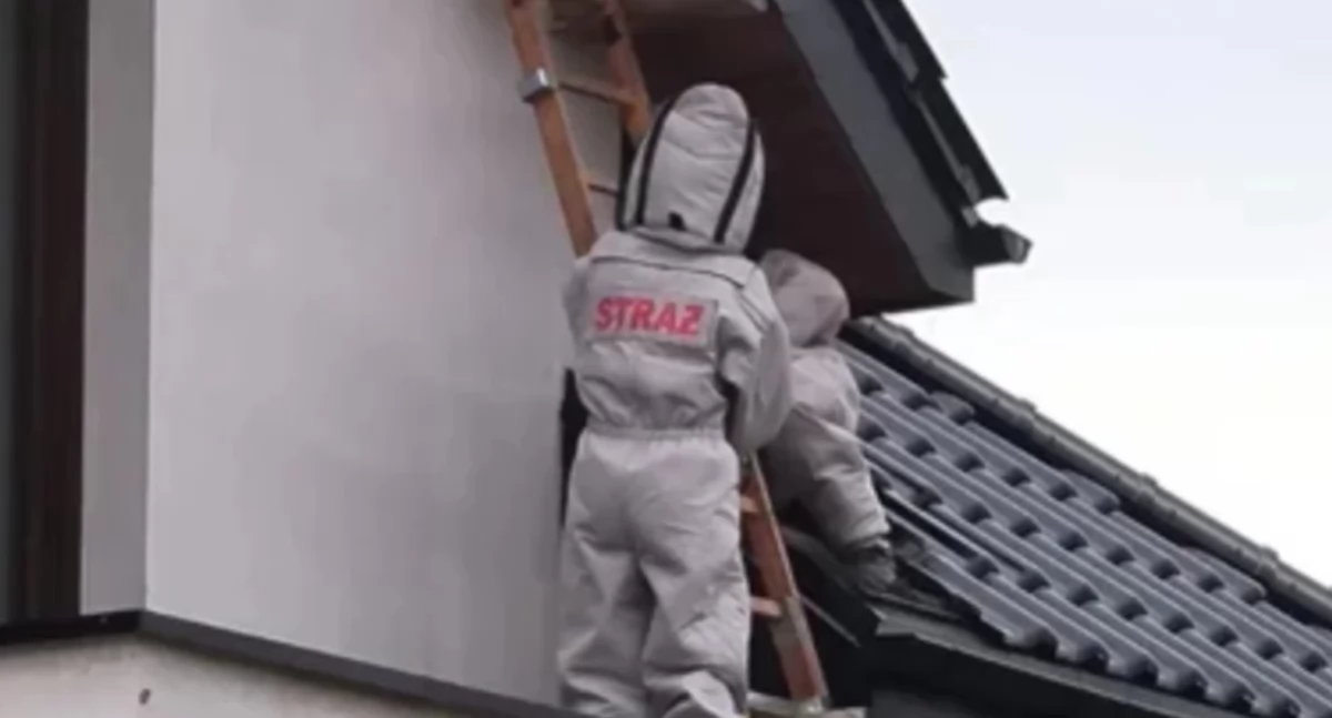 Szerszenie zagrażały seniorom! Interwencja strażaków na Korabce