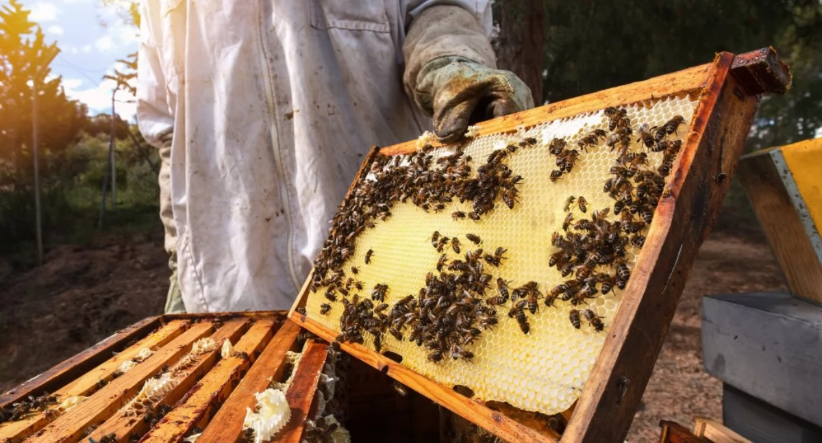 1 mln zł dla pszczelarzy z Łódzkiego. Skorzystają też pasieki z Łowicza!
