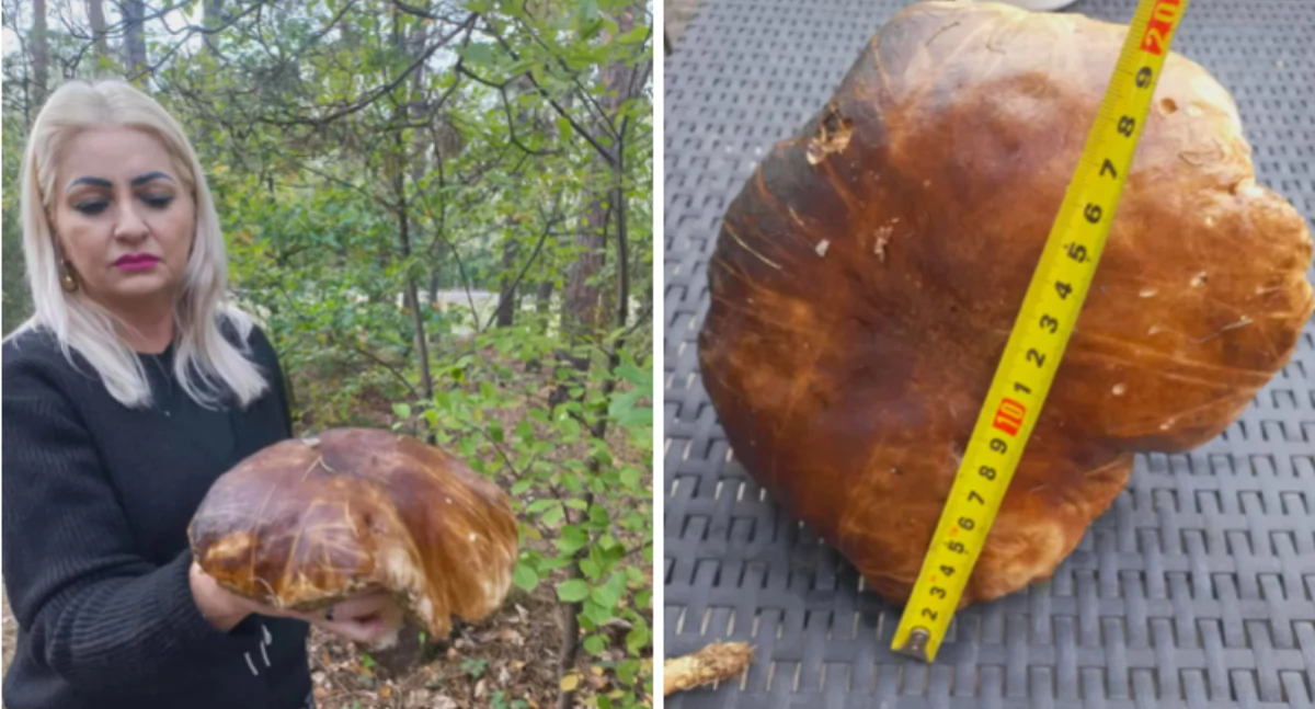 Gigantyczny prawdziwek z łowickiego lasku (foto)