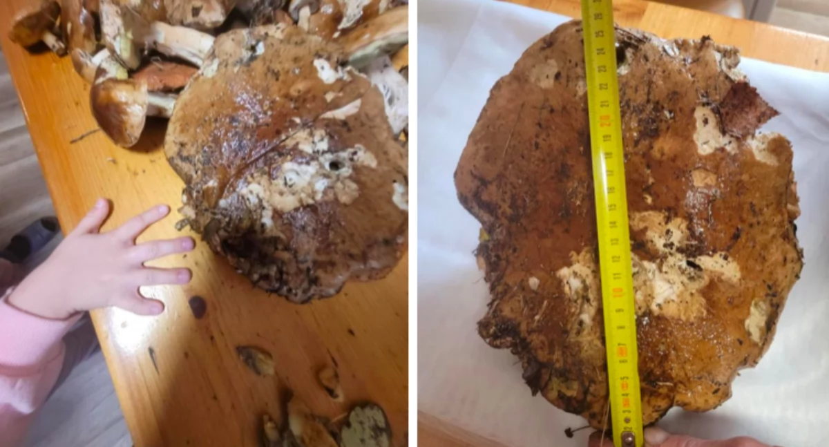 Grzybowe szaleństwo w łowickich lasach! Kolejny borowik gigant! (foto)
