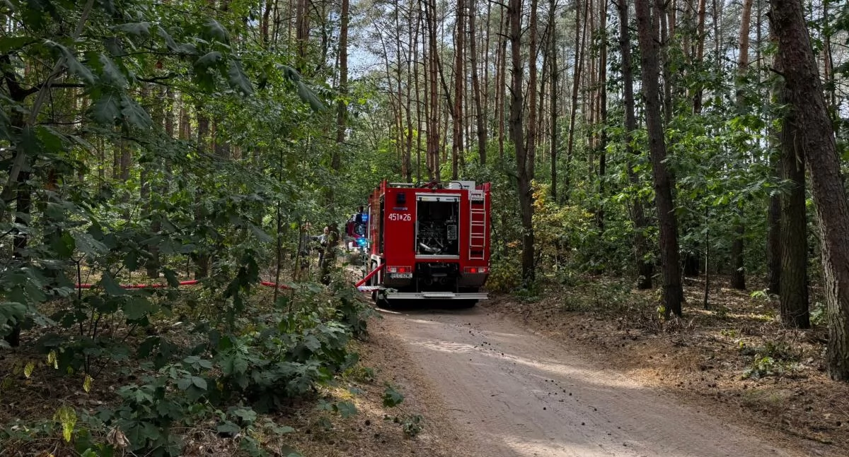 Silny podmuch czy zły stan drzewa? W Guźni drzewo runęło na peugeota!