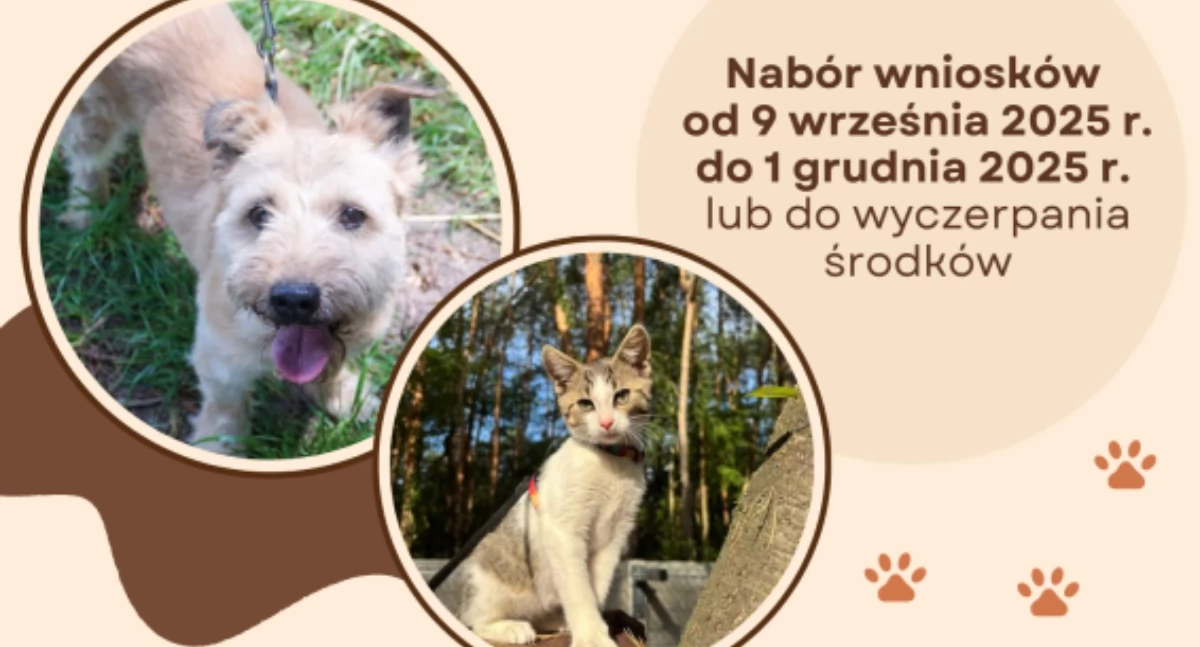 Sterylizacja i kastracja psów oraz kotów w Łowiczu. Można skorzystać z dofinansowania