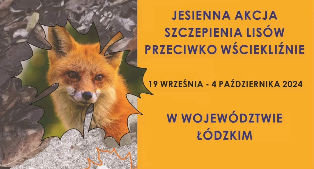 Wasze sprawy, Rusza jesienne szczepienie lisów przeciwko wściekliźnie - zdjęcie, fotografia