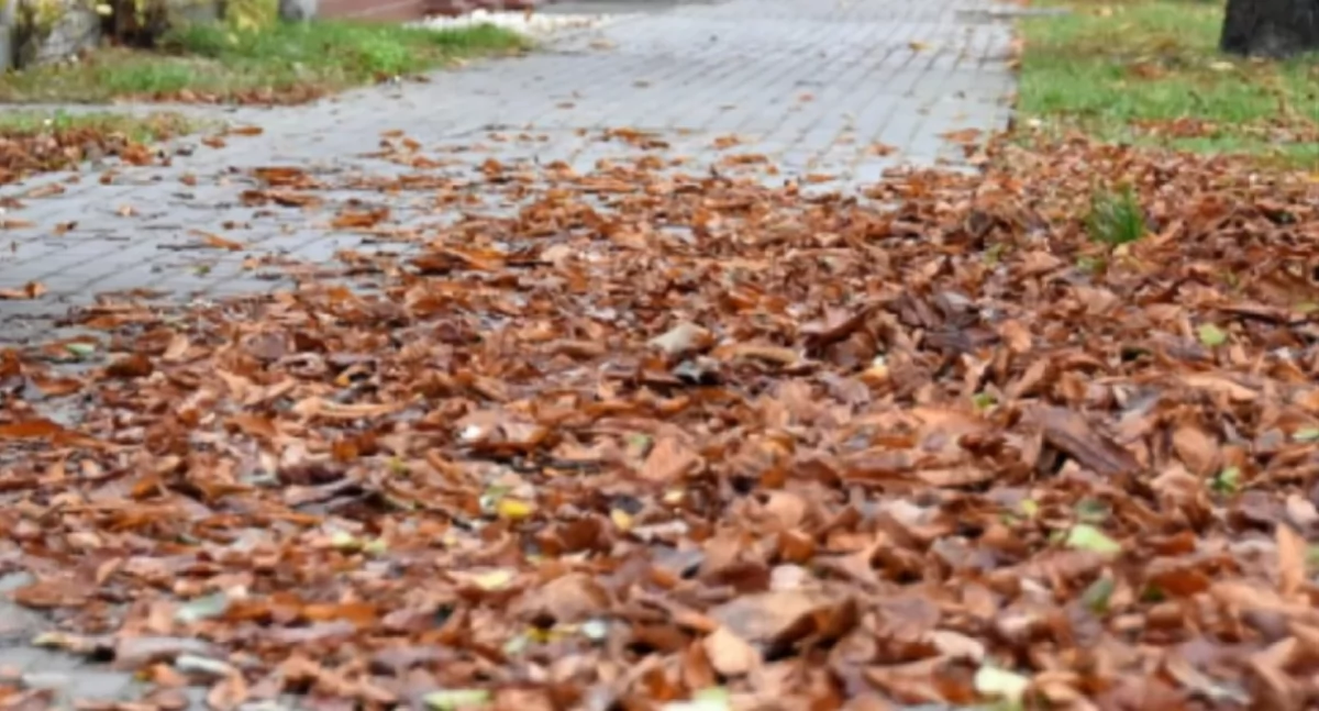 Urząd Miejski, Burmistrz Łowicza apeluje Sprzątanie liści chodnika przed posesją obowiązek - zdjęcie, fotografia