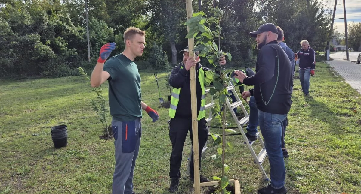 Wasze sprawy, drzew Łowicza kolejne nasadzenia okolicy dworca (foto) - zdjęcie, fotografia