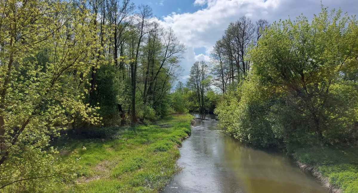 Urząd Marszałkowski, Parki krajobrazowe Województwa Łódzkiego specjalną ochroną - zdjęcie, fotografia