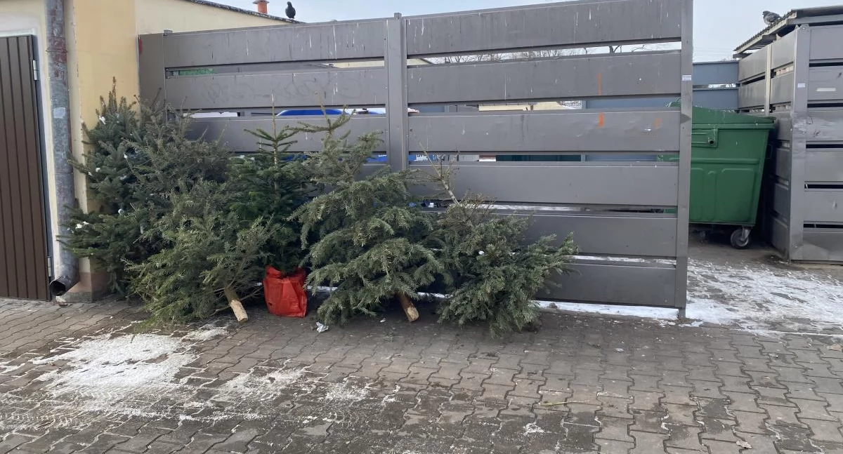 Wasze sprawy, Łowicz wyrzucaj choinki śmietnik! Sprawdź możesz zrobić - zdjęcie, fotografia