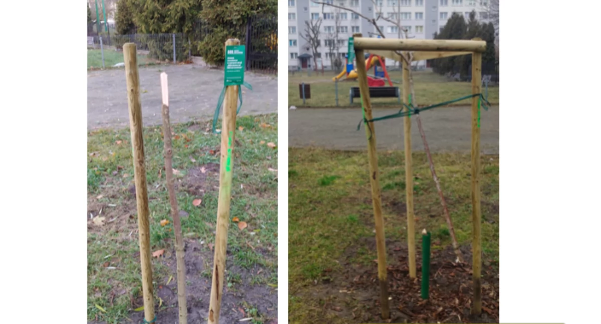 Wasze sprawy, Drzewo Daniela Pastenaciego zniszczone drugi „Wkurza to!” - zdjęcie, fotografia