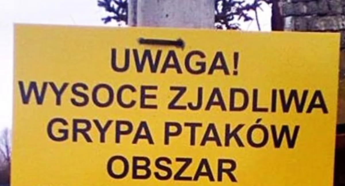 Wasze sprawy, Przypadek ptasiej grypy powiecie łowickim Wyznaczono strefę objętą zakażeniem - zdjęcie, fotografia