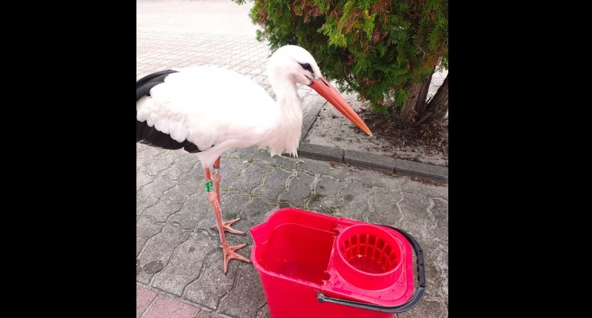 Fot. Łowickie Stowarzyszenie Przyjaciół Zwierząt