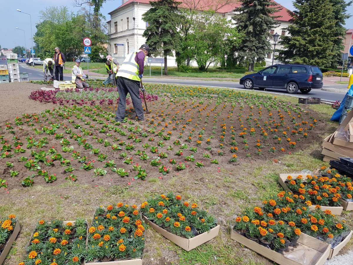  | Zdjęcie dotyczy Barwne kwiaty na rondzie Księstwa Łowickiego zostało dodane przez Portal lowicz24.eu - w dniu 2020-05-27 id nr: 4168947 | 