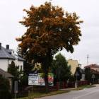 zdjęcie nr 9