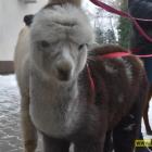 zdjęcie nr 16