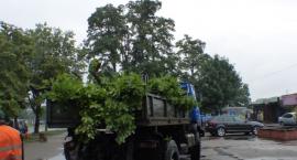 Fotka nr 4 z 17