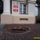 zdjęcie nr 8