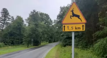 Chąśno. Zderzenie auta z łosiem