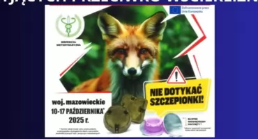 Jesienne szczepienia lisów w woj. łódzkim. Ważne ostrzeżenia dla mieszkańców