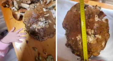 Grzybowe szaleństwo w łowickich lasach! Kolejny borowik gigant! (foto)